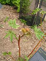 Ricin, Ricinus communis (fam Euphorbiacees) (rg tropicales) (1) (Photo F. Mrugala)